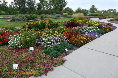 Garden beds featuring plants that were All-America Selections winners at the NDSU Horticulture Research & Demonstration Gardens 