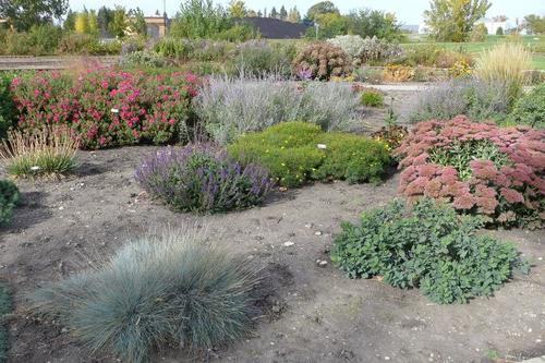 Various plants from the Xeric Planting area at the NDSU Horticulture Research & Demonstration Gardens