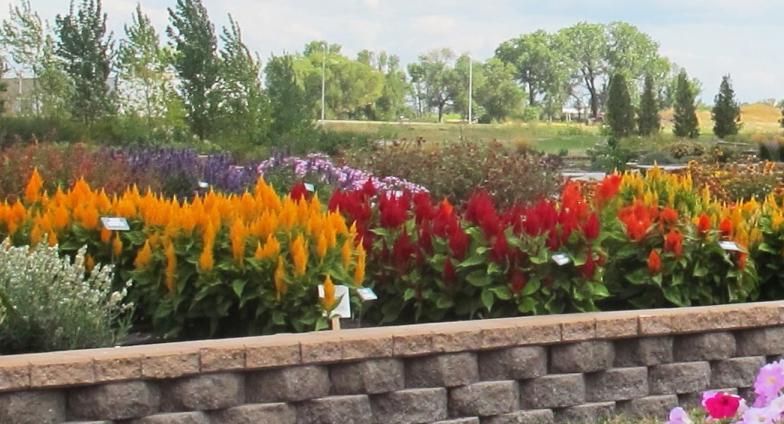 A variety of flowers at the Horticulture Research & Demonstration Gardens in full bloom.