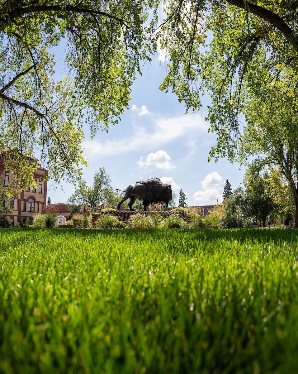 A photo of the Bison statue on the NDSU campus